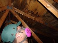 Absolute Mold Remediation Ltd. image 4